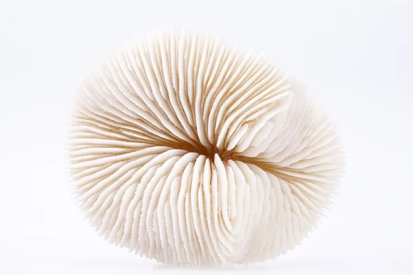 Coquille de Fungia isolée sur fond blanc, gros plan — Photo