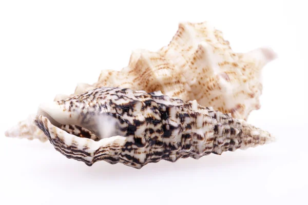 Conchas de mar de conchas de barrena llamadas caracoles de barrena aislados en blanco — Foto de Stock