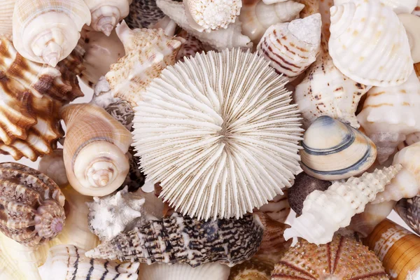 Fundo de vários tipos de conchas, close up — Fotografia de Stock