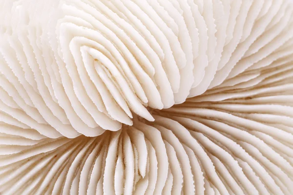 Background of seashell of Fungia , close up — Stock Photo, Image