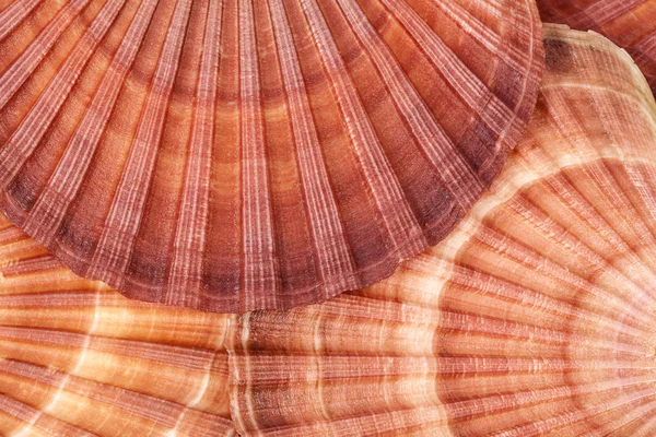 Background of seashells of mollusc, close up — Stock Photo, Image