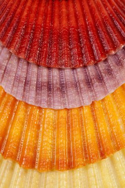 yumuşakçalar renkli deniz kabukları ile arka plan, yakın çekim.