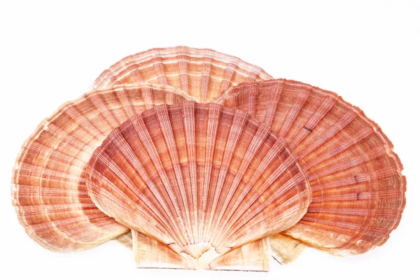 Algumas conchas de molusco isoladas sobre fundo branco — Fotografia de Stock