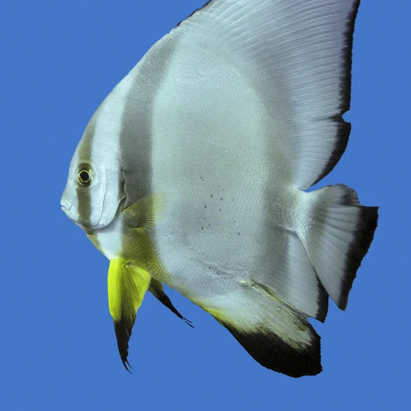 Einzelne exotische Fische kreisförmige Fledermausfische im tropischen Meer, unter Wasser — Stockfoto