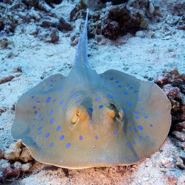 Raie tachetée (Taeniura lymma) en mer tropicale, sous-marine — Photo