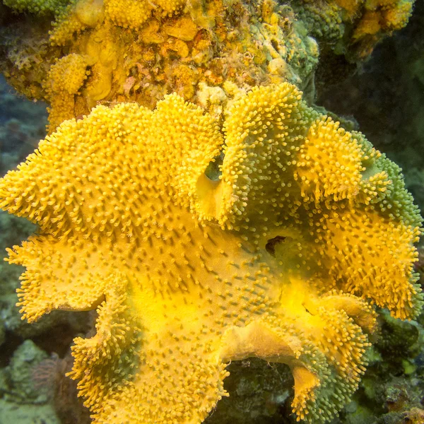 Coral de couro de cogumelo no mar tropical, subaquático — Fotografia de Stock