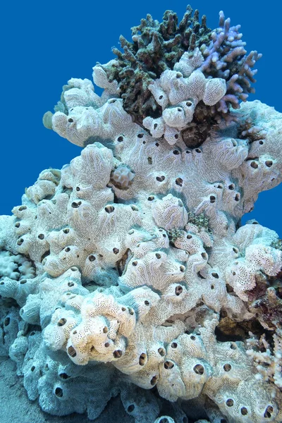 Récif corallien avec grande éponge de mer blanche au fond des tropiques — Photo
