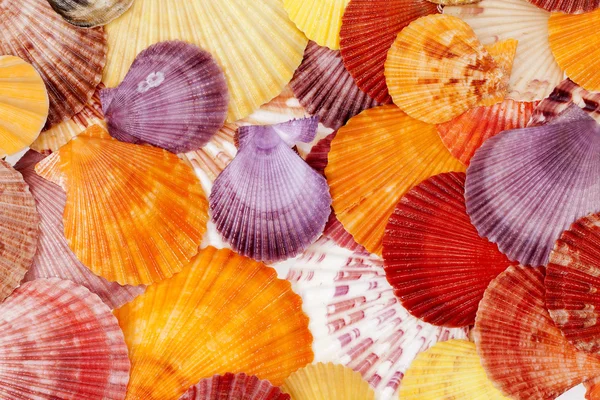 Fondo con conchas de mar de colores de moluscos, de cerca — Foto de Stock