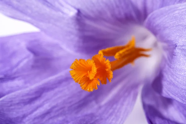 Floral post of spring flower crocus, macro — Stock Photo, Image