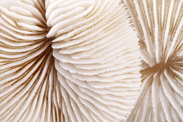 Achtergrond van schelpen van Fungia, close-up — Stockfoto