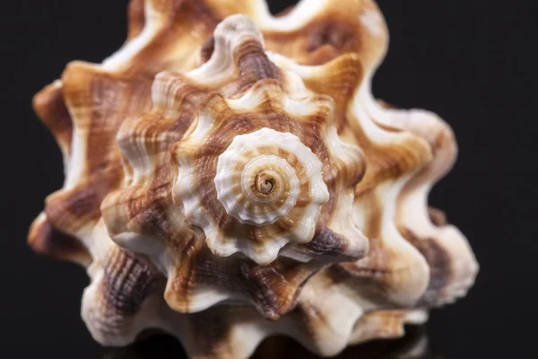 Seashell voor paard conch geïsoleerd op zwarte achtergrond — Stockfoto