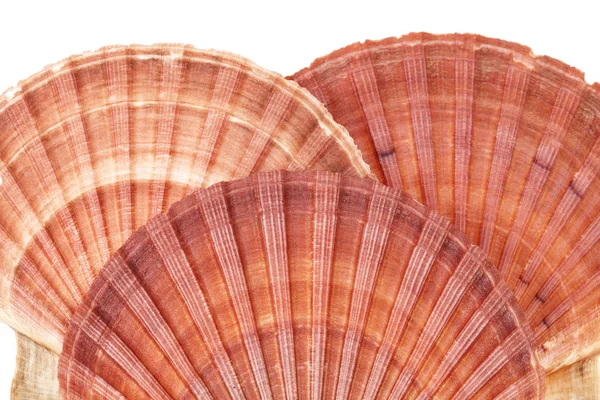 Serie di conchiglie di molluschi isolate su fondo bianco — Foto Stock