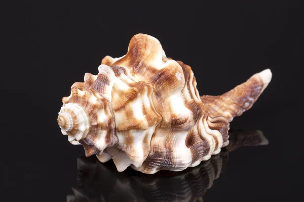 Sea shell voor paard conch geïsoleerd op zwarte achtergrond — Stockfoto