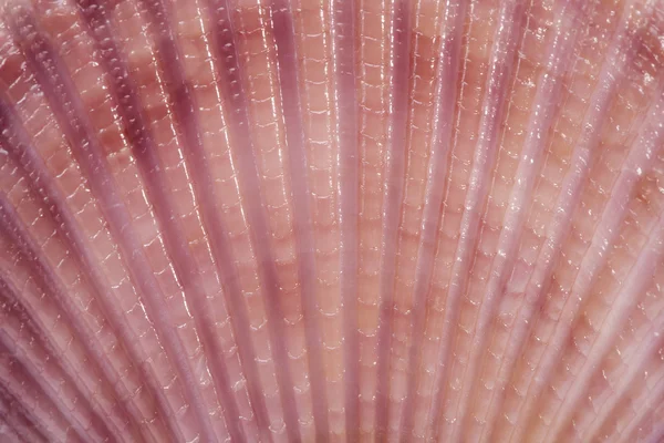 Fundo de conchas de molusco, close-up — Fotografia de Stock