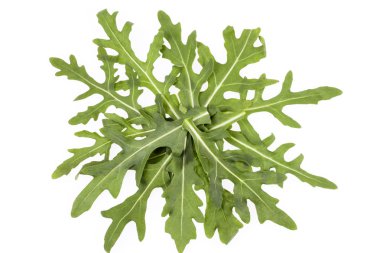 Taze yaprakları üzerinde beyaz backgrou izole rucola bileşimi