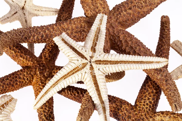 Some sea stars on white background — Stock Photo, Image