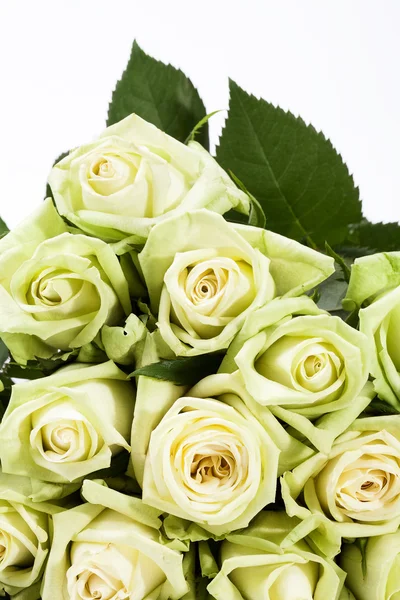 bouquet of white-green rosses on white background