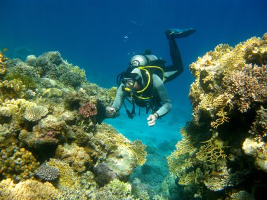 renkli mercan resif ve tropikal deniz, su altında dalgıç