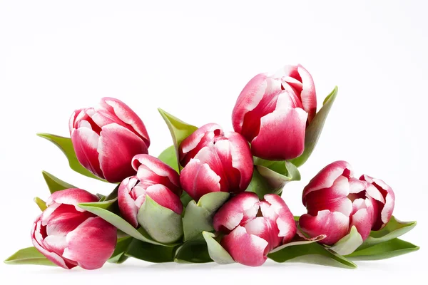 Bouquet of red tulips  flowers isolated on white background — Stock Photo, Image