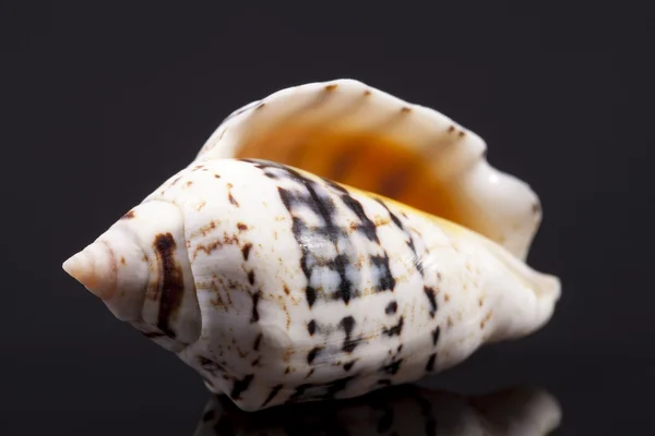 Single seashell isolated on black  background — Stock Photo, Image