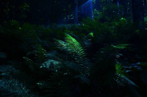 Fern leaves in the forest on a dark background, illuminated by moonlight. Horizontal photography.
