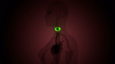 İnsan tiroidi anatomisi. 3d illüstrasyon