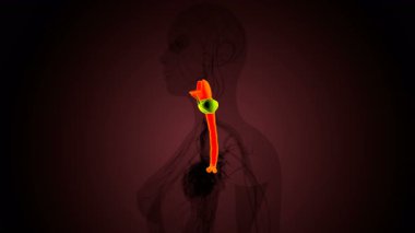 İnsan tiroidi anatomisi. 3d illüstrasyon