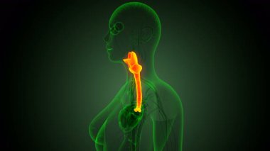 İnsan tiroidi anatomisi. 3d illüstrasyon