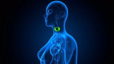 İnsan tiroidi anatomisi. 3d illüstrasyon