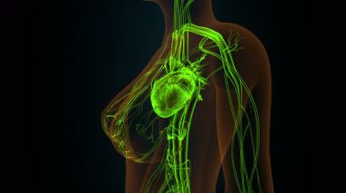 Kadın kalp nanatomisi. 3d illüstrasyon