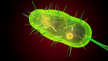 İnsan bakterisi anatomisi. 3d illüstrasyon