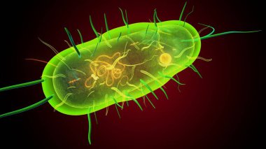 İnsan bakterisi anatomisi. 3d illüstrasyon