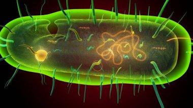 İnsan bakterisi anatomisi. 3d illüstrasyon