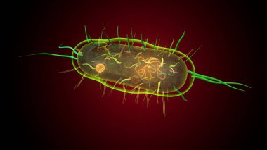 İnsan bakterisi anatomisi. 3d illüstrasyon