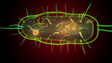 İnsan bakterisi anatomisi. 3d illüstrasyon