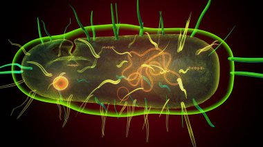 İnsan bakterisi anatomisi. 3d illüstrasyon