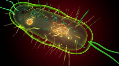 İnsan bakterisi anatomisi. 3d illüstrasyon