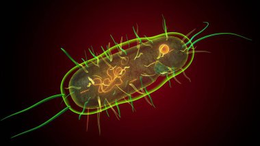 İnsan bakterisi anatomisi. 3d illüstrasyon