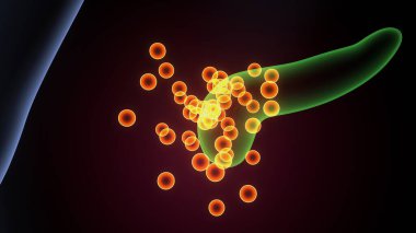 İnsan bezi anatomisi. 3d illüstrasyon