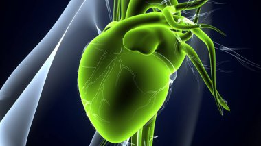 İnsan Kalbi Anatomisi. 3B illüstrasyonlar