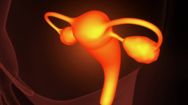 Dişi yumurtalık sistemi anatomisi. 3d illüstrasyon