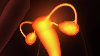 Dişi yumurtalık sistemi anatomisi. 3d illüstrasyon