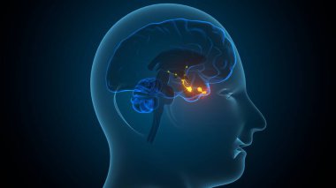 İnsan beyin sistemi anatomisi. 3d illüstrasyon