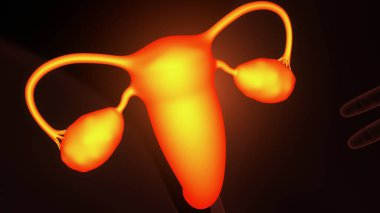 İnsan beyin sistemi anatomisi. 3d illüstrasyon