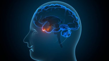 İnsan beyin sistemi anatomisi. 3d illüstrasyon