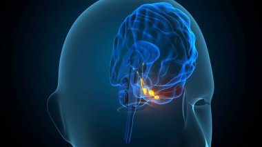 İnsan beyin sistemi anatomisi. 3d illüstrasyon