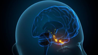 İnsan beyin sistemi anatomisi. 3d illüstrasyon