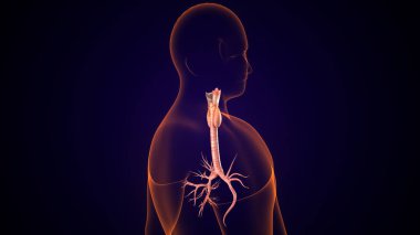 İnsan tiroidi anatomisi. 3d illüstrasyon