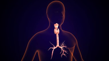 İnsan tiroidi anatomisi. 3d illüstrasyon