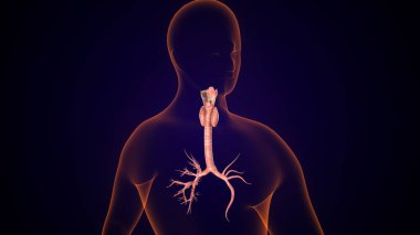İnsan tiroidi anatomisi. 3d illüstrasyon